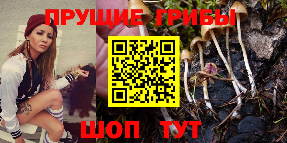 Псилоцибиновые грибы прущие грибы  Вход с VPN  Большой Камень 